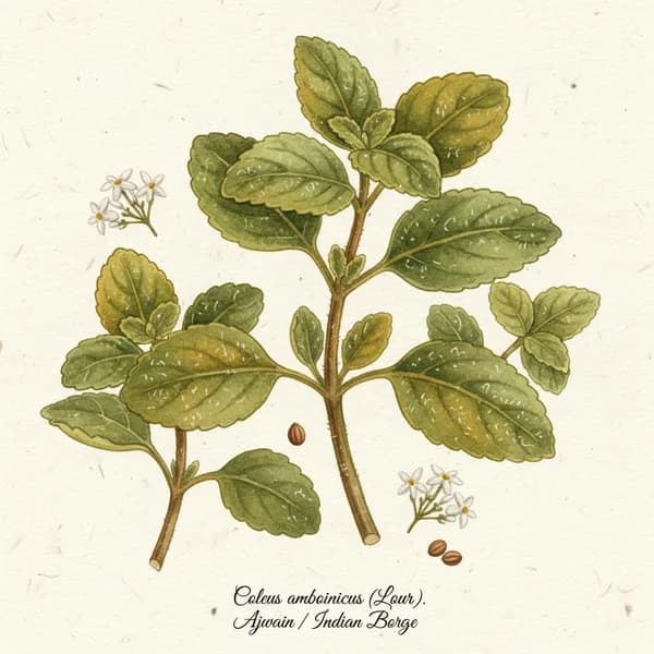 Indian Borage botanical illustration